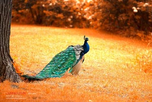 大連金石灘開(kāi)車旅游攻略(大連金石灘自駕游攻略)